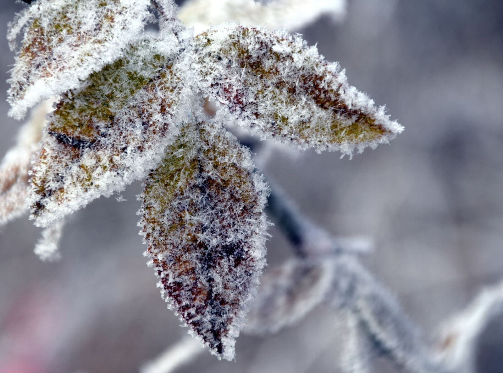 Nikon D3300 sample photo. Leaves, winter, ice photography