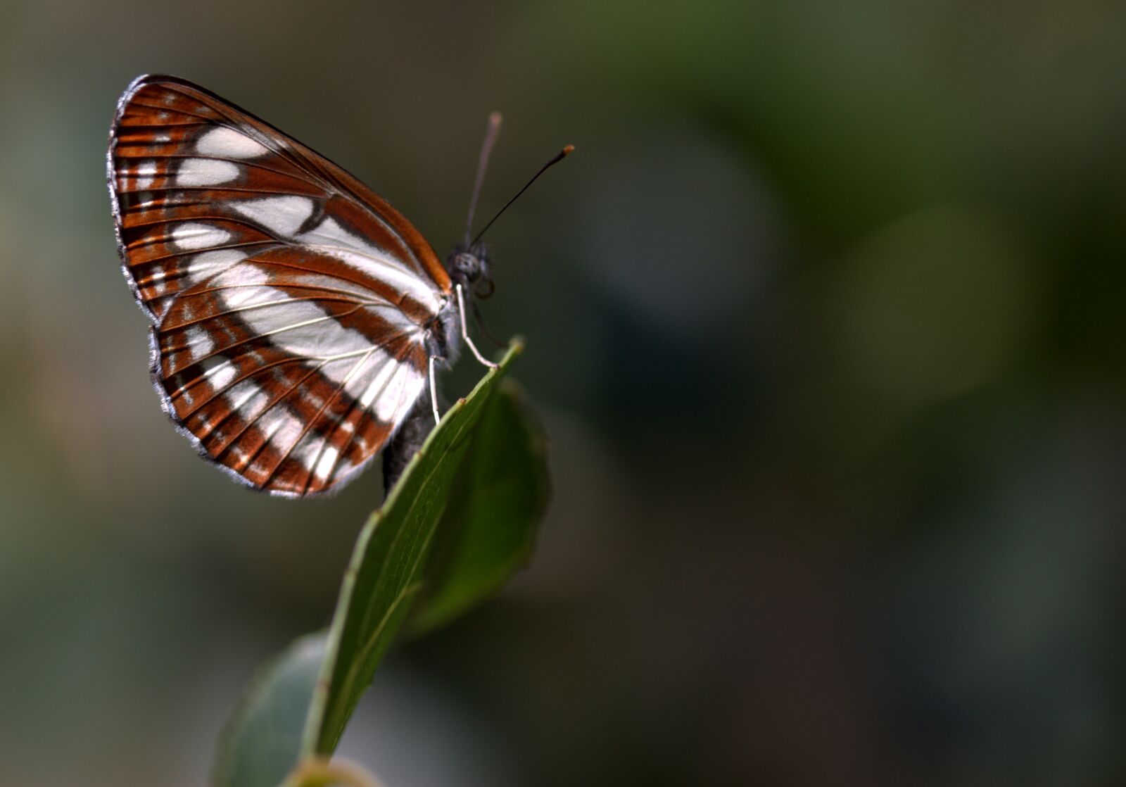 Canon EF-S 60mm F2.8 Macro USM sample photo. Butterfly, coloring, stripes photography