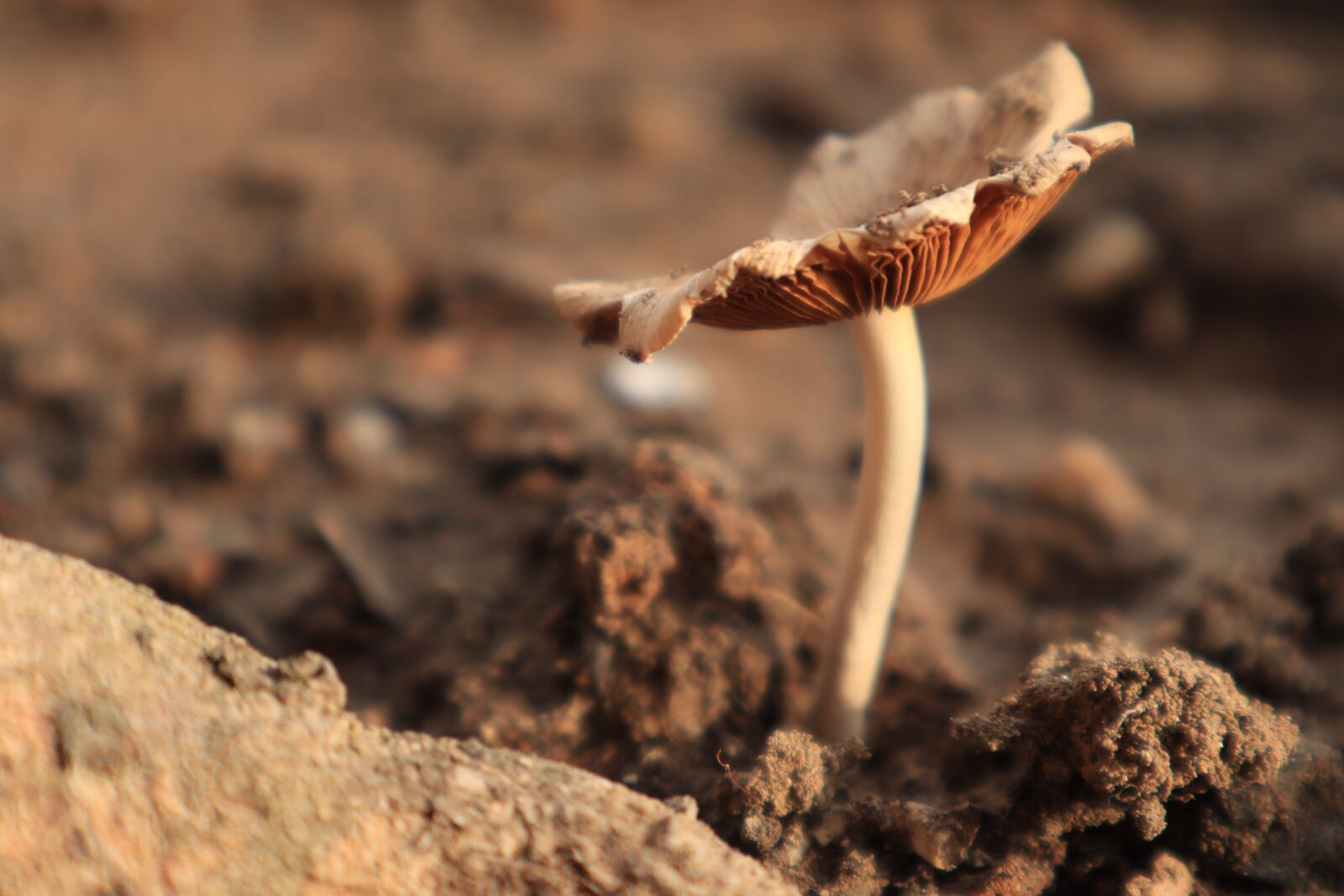 Canon EOS M50 (EOS Kiss M) sample photo. Tree, mushrooms, land photography