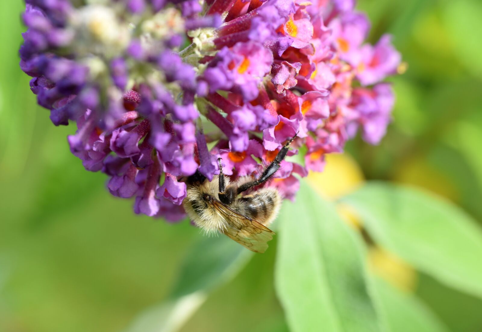 Nikon D5300 sample photo. Bee, buddleja davidii, animal photography