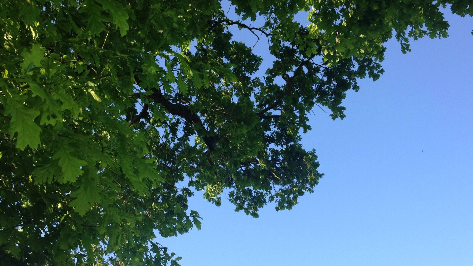 Apple iPhone 5 sample photo. Tree, sky photography