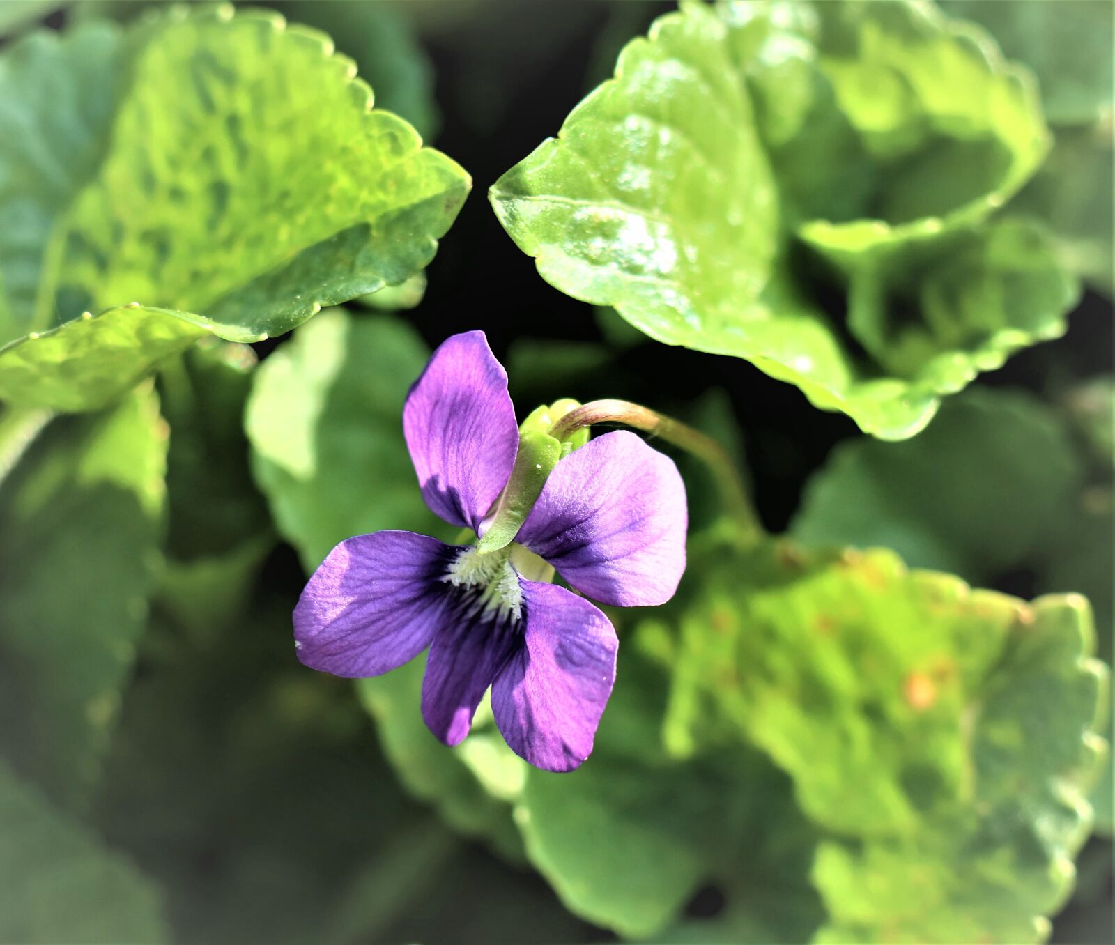 Canon EOS M6 sample photo. Bottle, flower, violet photography