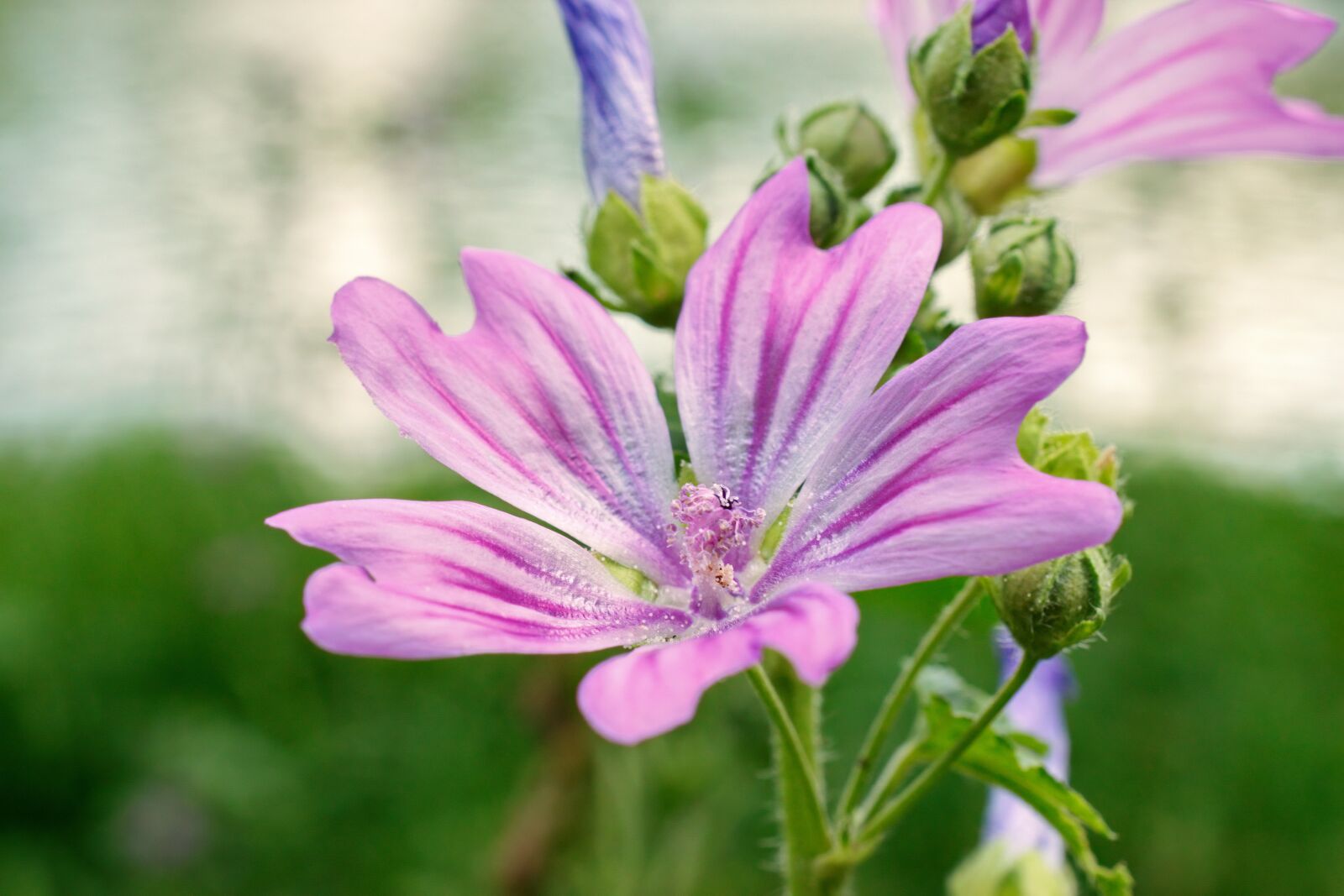 Nikon D5300 sample photo. Flower, violet, petals photography
