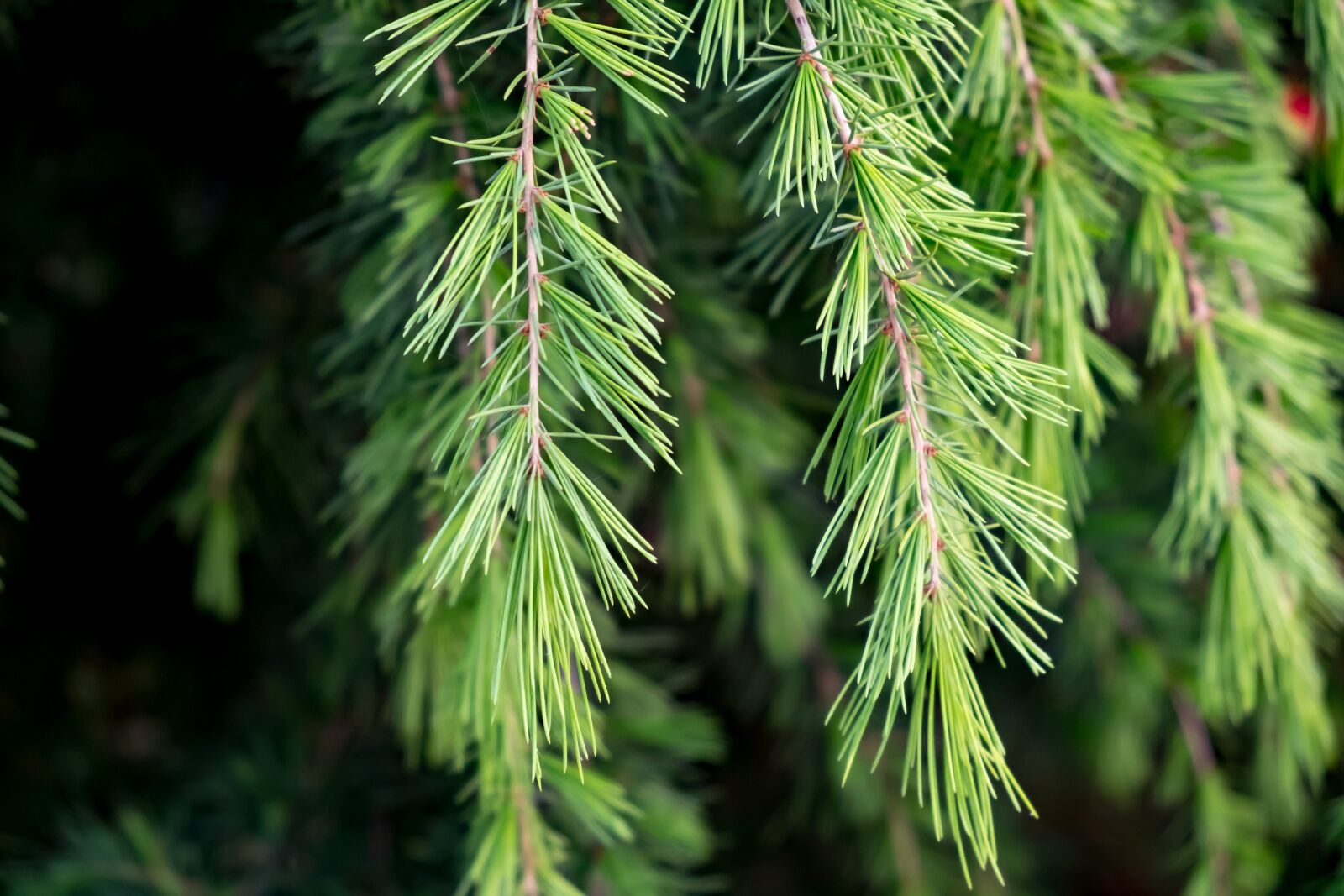 Fujifilm X-T10 sample photo. Needles, tree, cedar photography