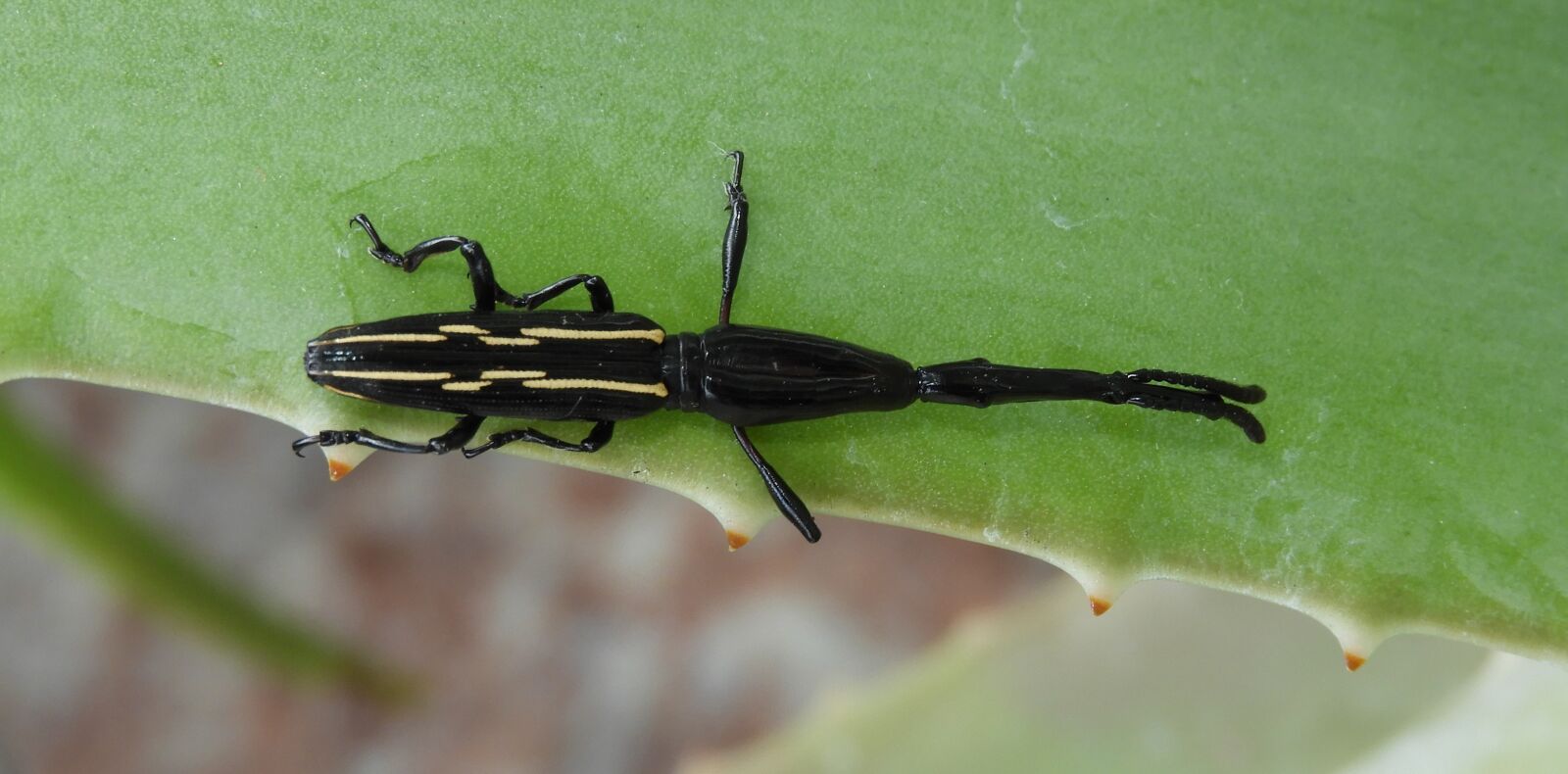 Nikon Coolpix B700 sample photo. Insect, nature, outdoors photography