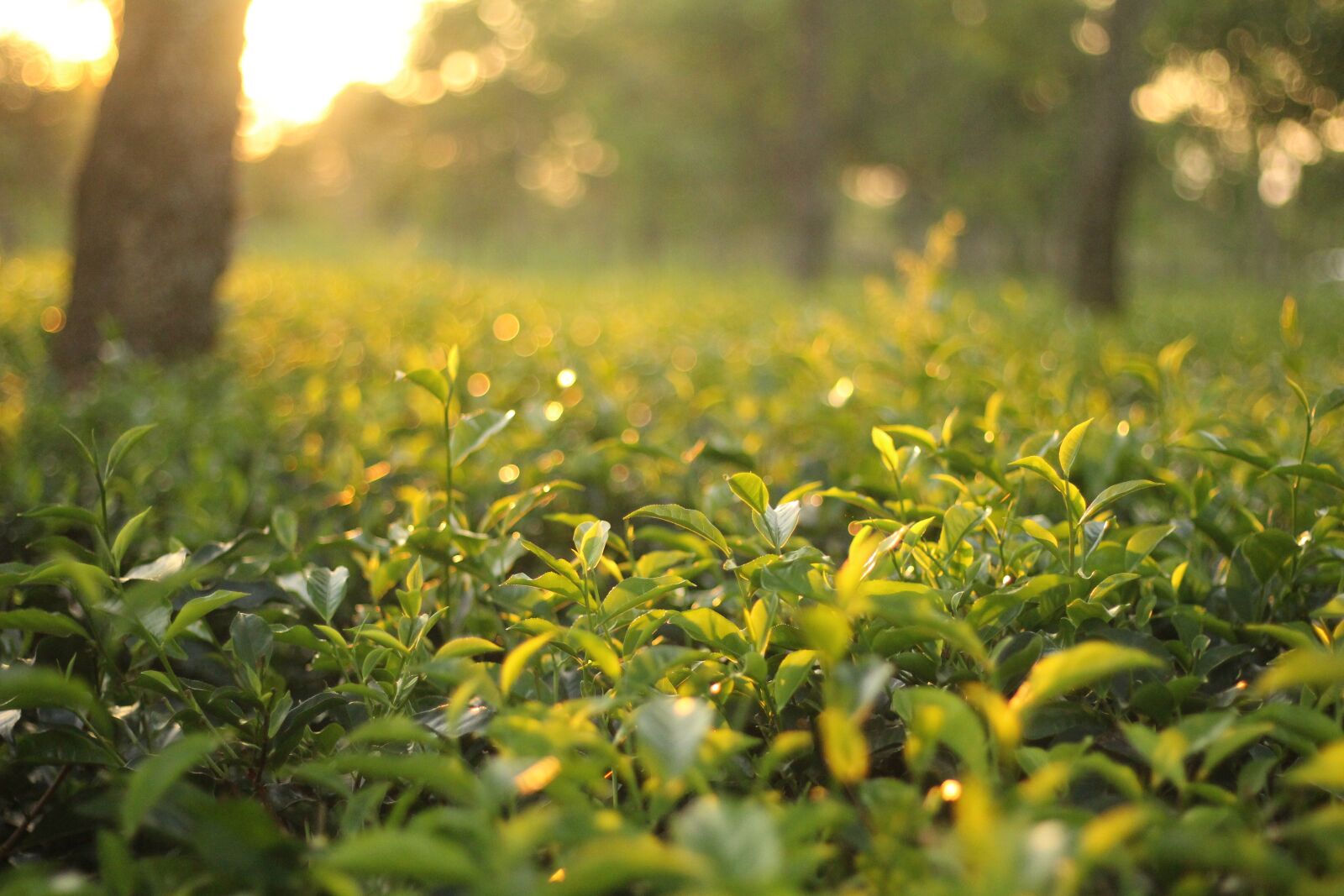 Canon EOS 700D (EOS Rebel T5i / EOS Kiss X7i) + Canon EF 50mm F1.8 STM sample photo. Tea garden, natural, green photography