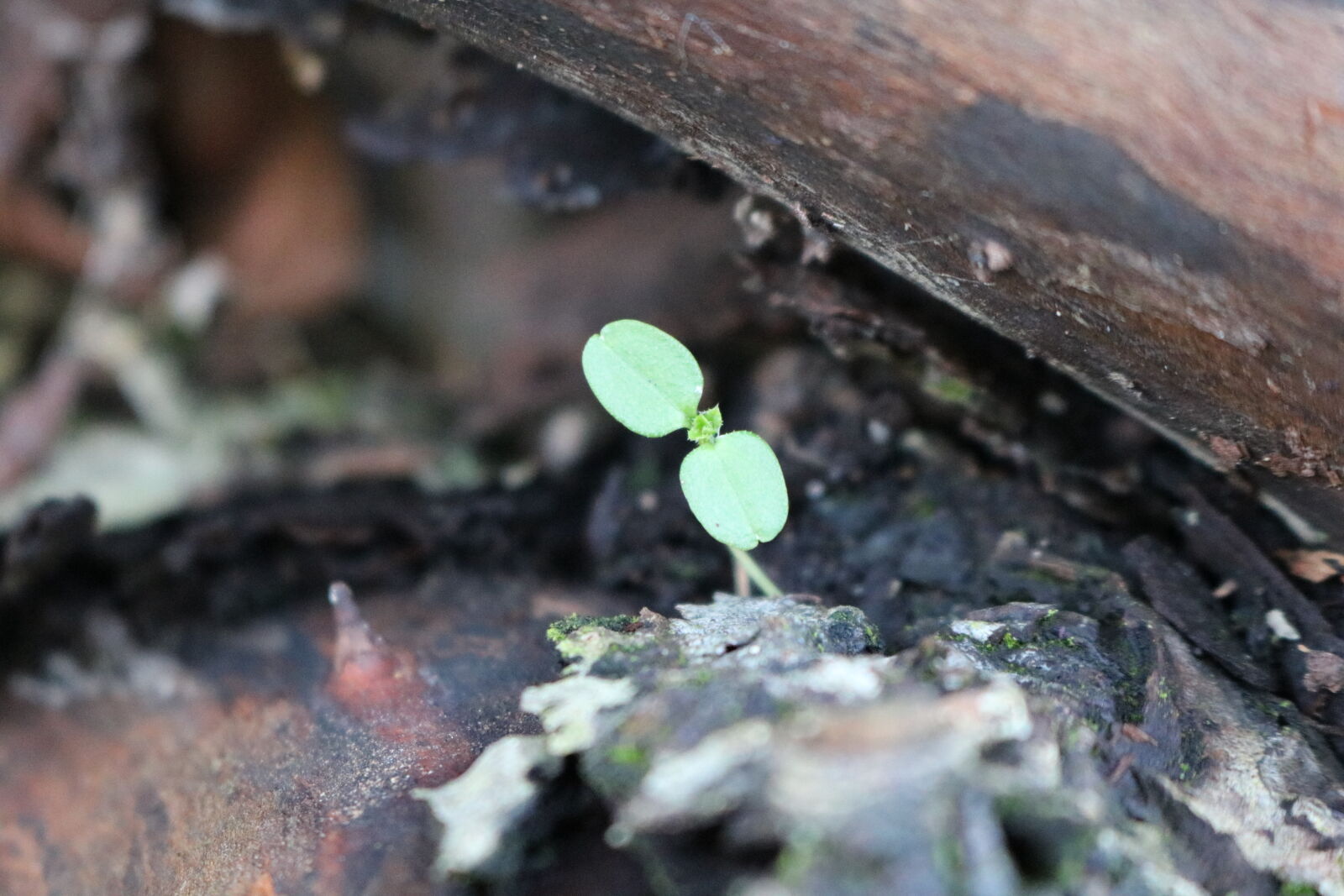 Canon EOS 750D (EOS Rebel T6i / EOS Kiss X8i) sample photo. Seedling photography