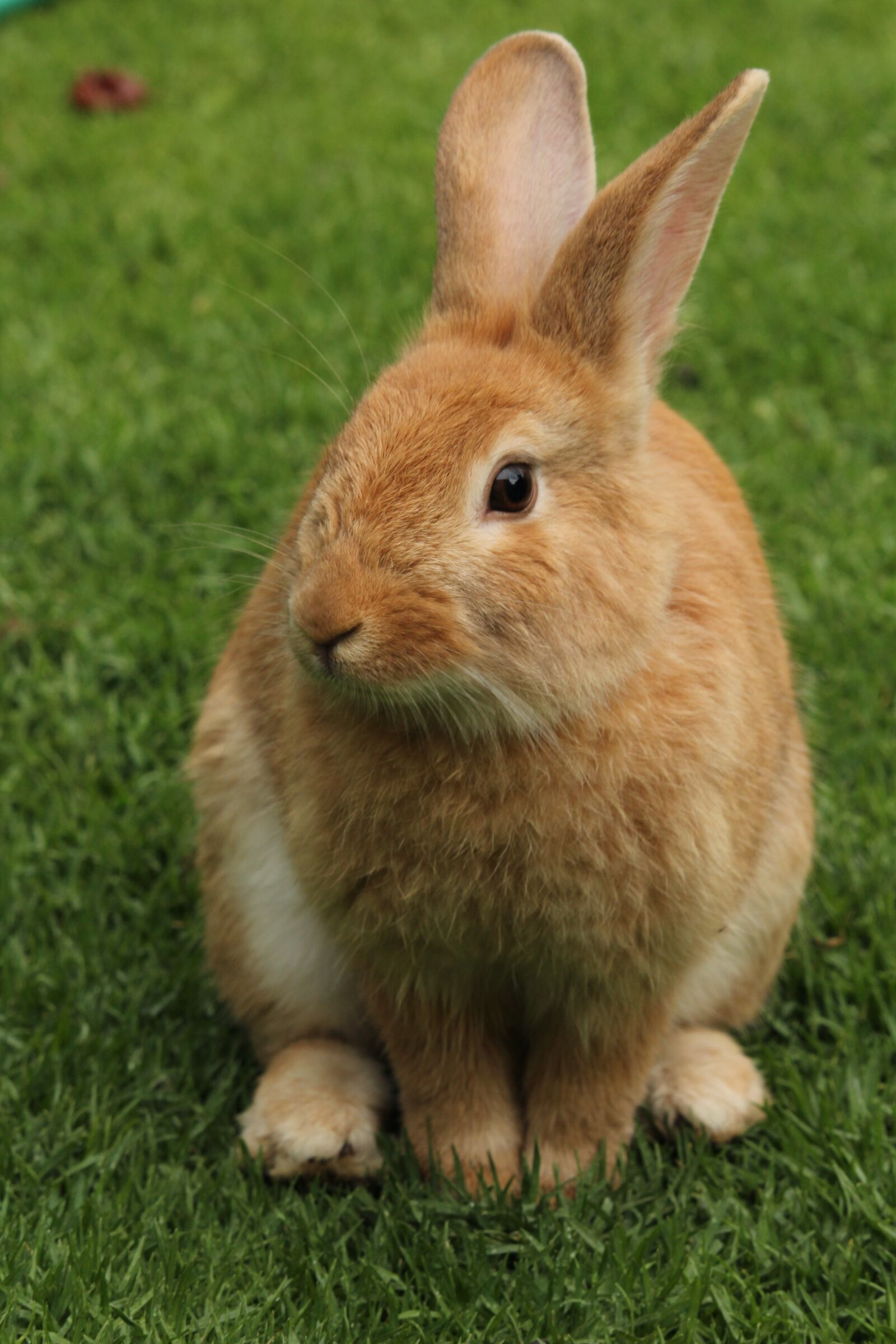 Canon EOS 1200D (EOS Rebel T5 / EOS Kiss X70 / EOS Hi) sample photo. Rabbit, animal, animals photography