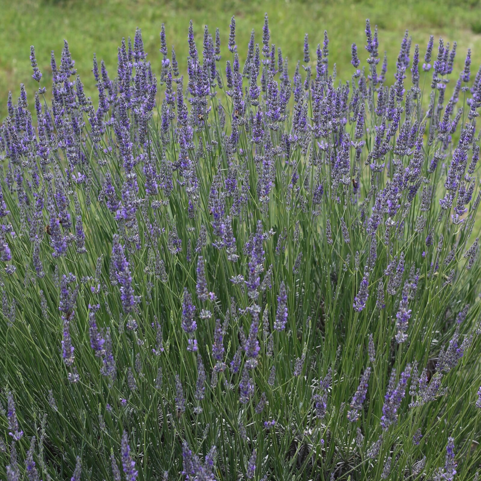 Canon EOS 700D (EOS Rebel T5i / EOS Kiss X7i) sample photo. Lavender, nature, bloom photography