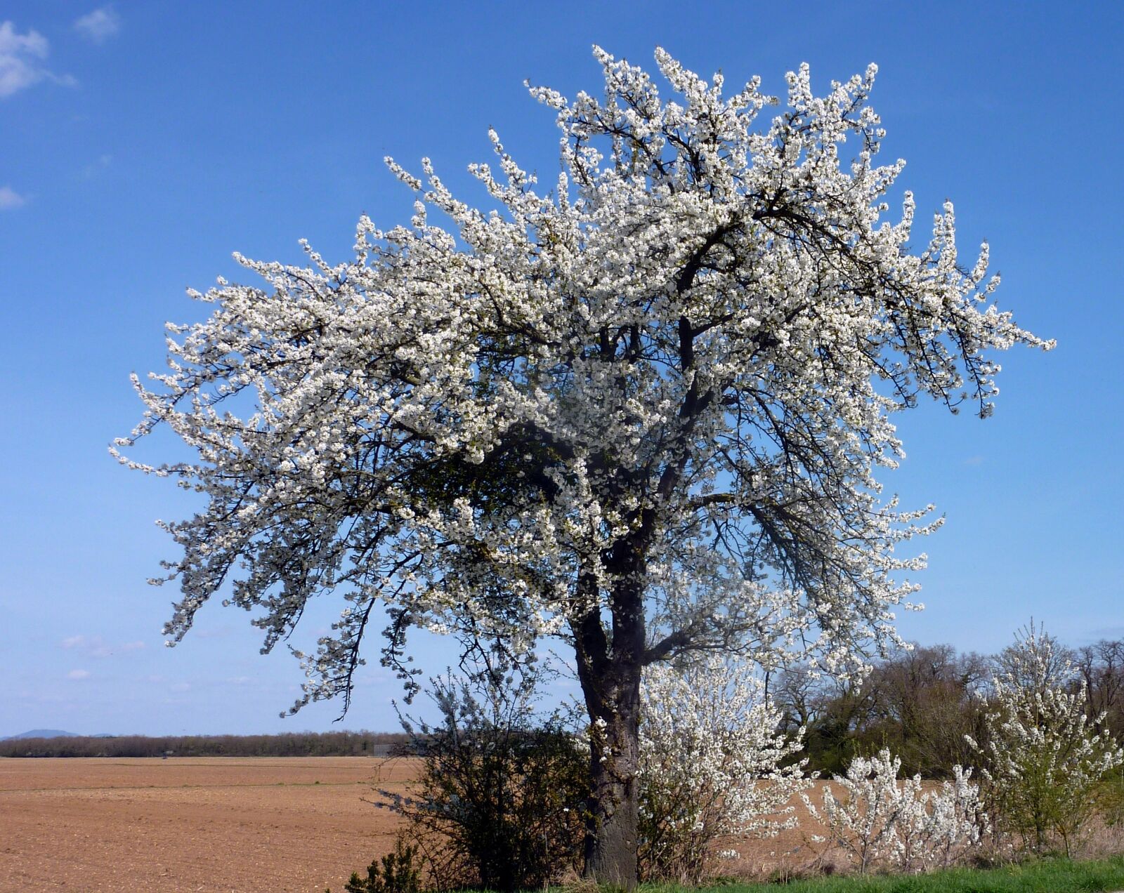 Panasonic DMC-TZ7 sample photo. Tree, cherry, spring photography