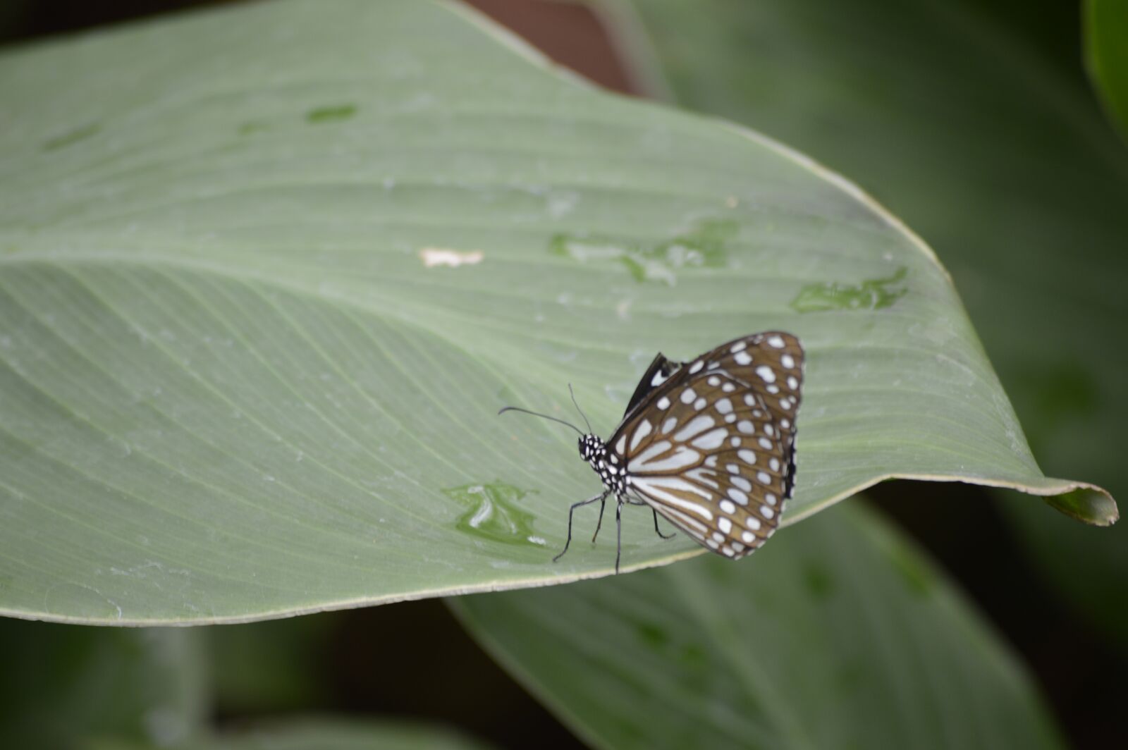 Nikon D3200 sample photo. Butterfly, insect, flower photography