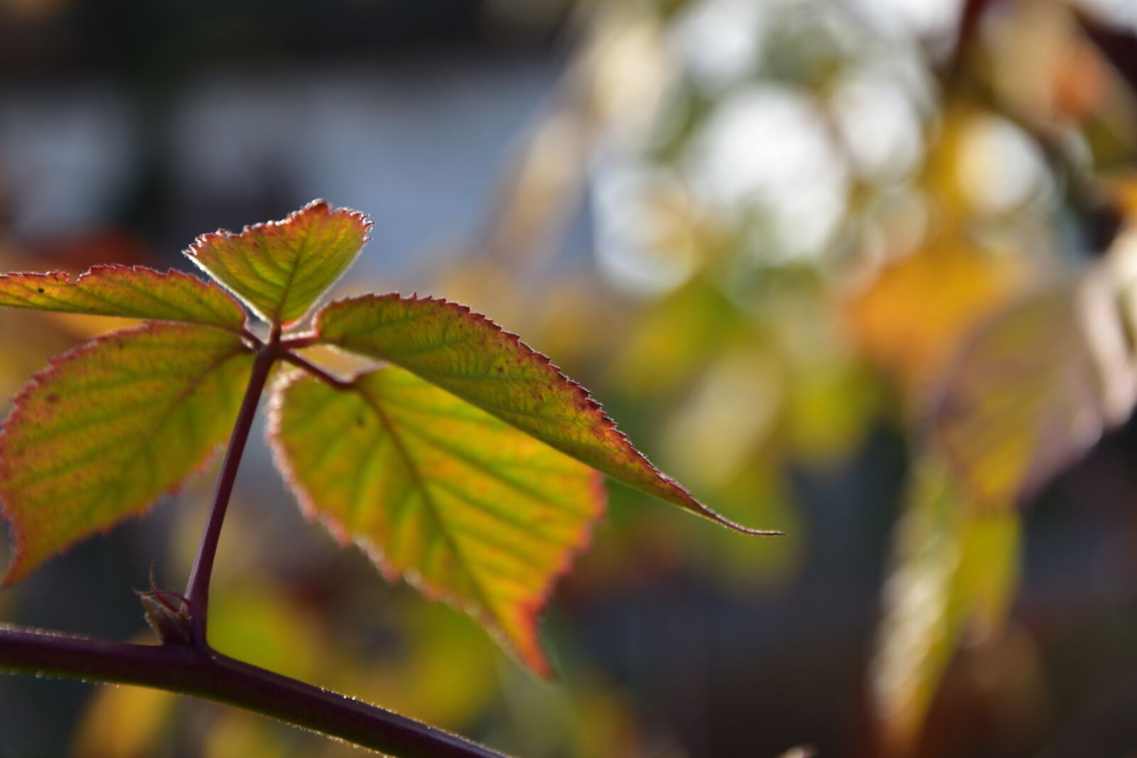 Nikon D3400 sample photo. Autumn, foliage, nature photography