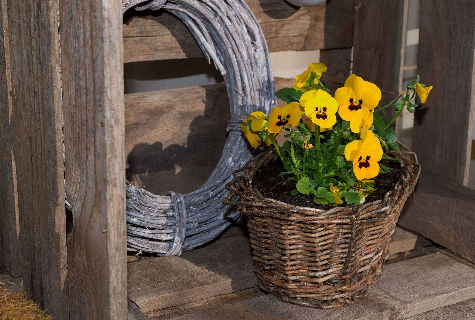 Nikon D3300 sample photo. Planting basket, pansy, yellow photography