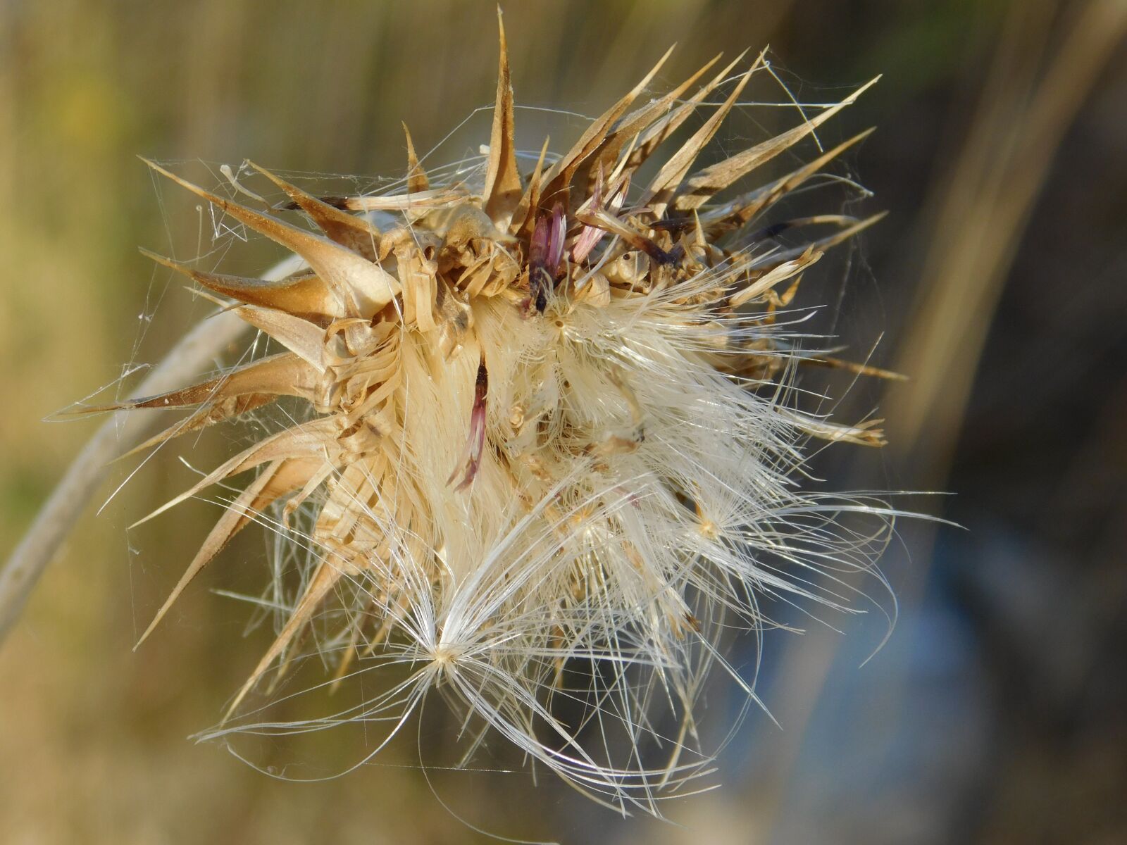 Nikon Coolpix L840 sample photo. Croatia, plant, nature photography