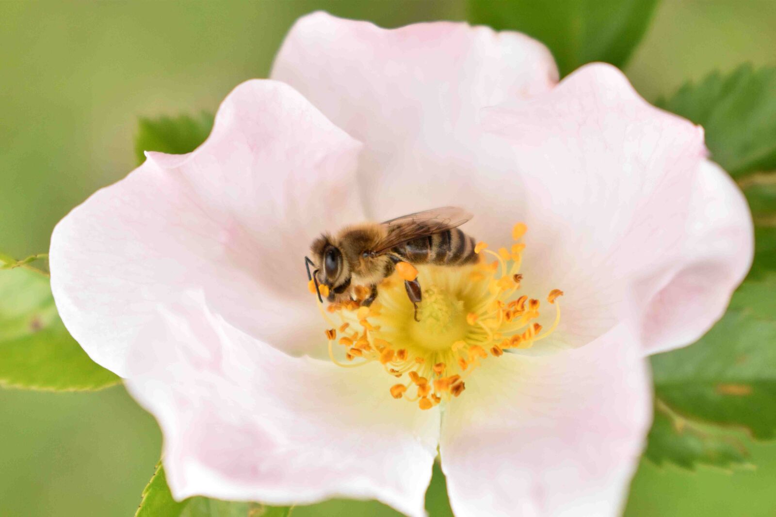 Nikon D3500 sample photo. Bees, bi, nature photography