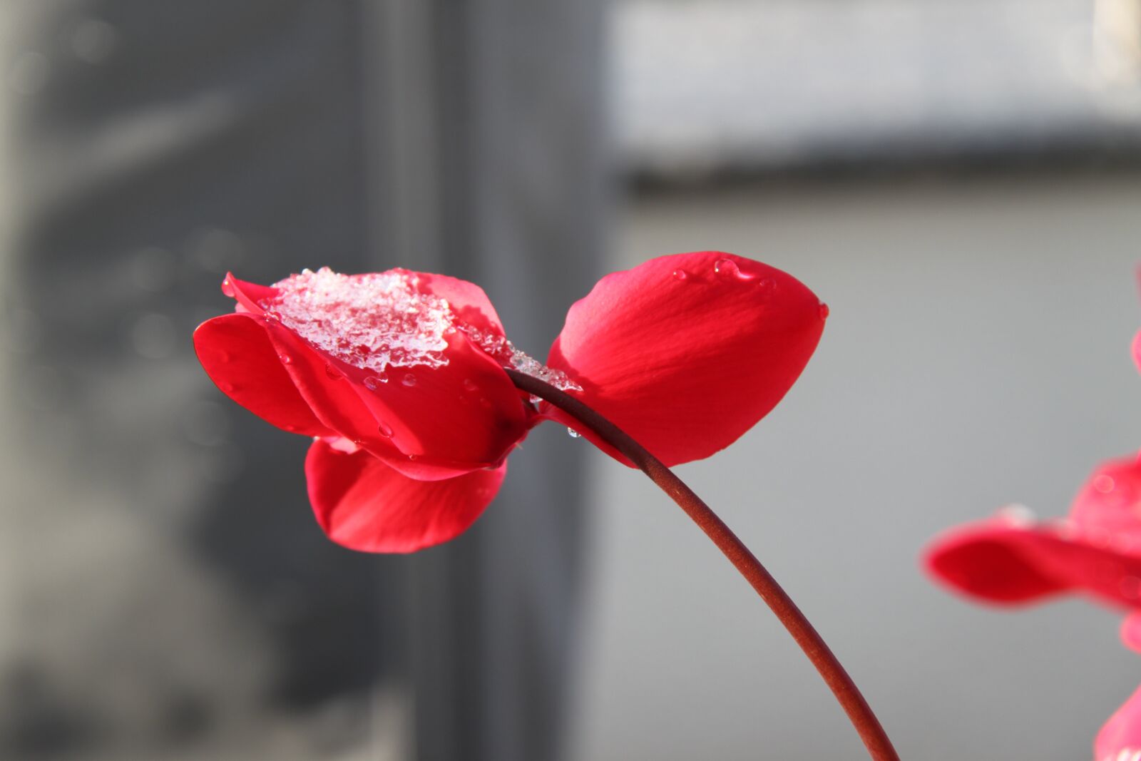 Canon EOS 500D (EOS Rebel T1i / EOS Kiss X3) sample photo. Flower, cyclamen, flower red photography