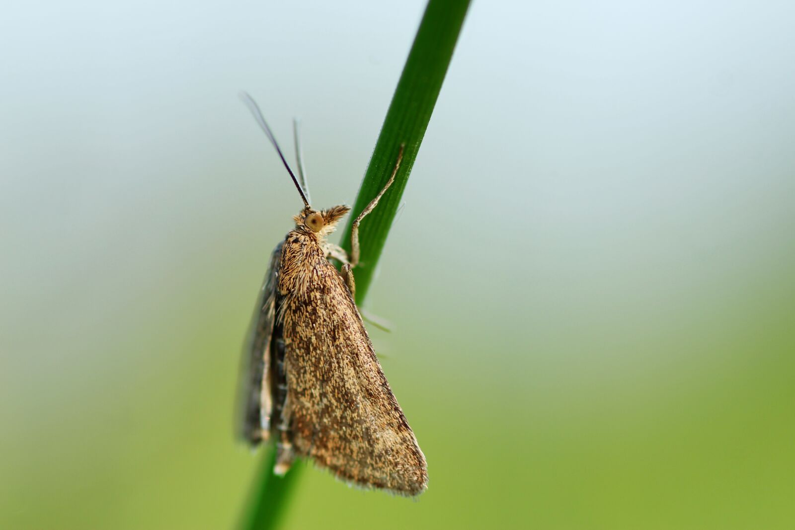 Tamron SP 90mm F2.8 Di VC USD 1:1 Macro sample photo. Motte, butterfly, insect photography