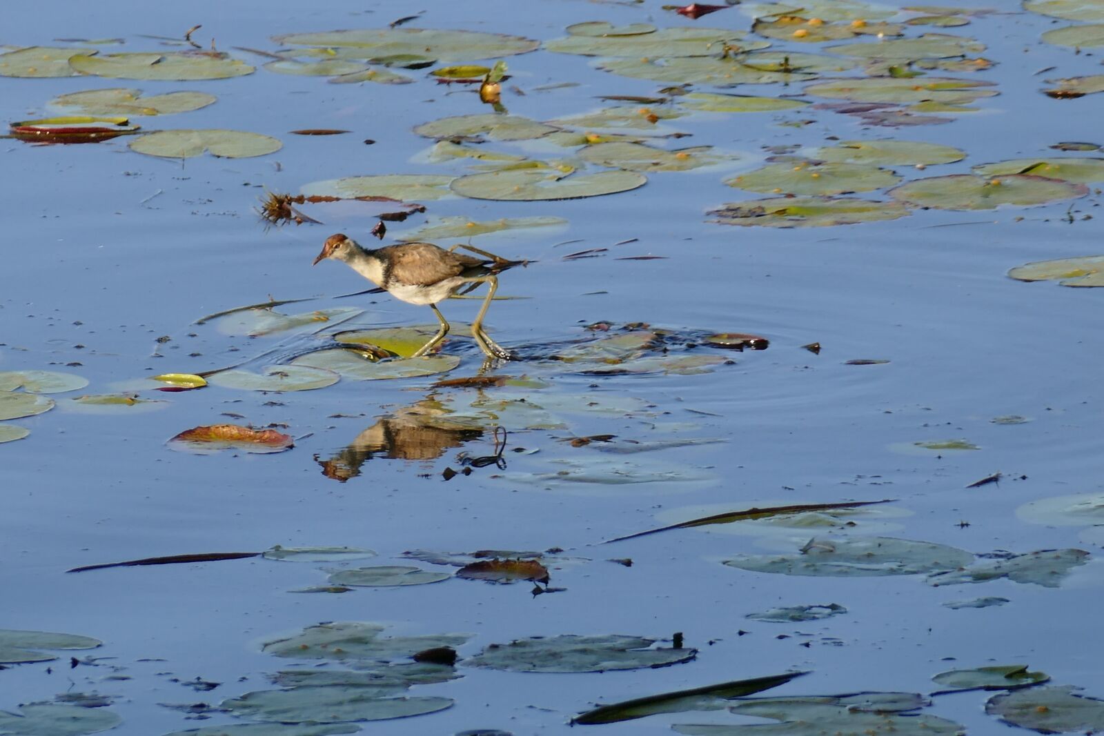 Panasonic Lumix DMC-FZ1000 sample photo. Birds, jacana, lake photography