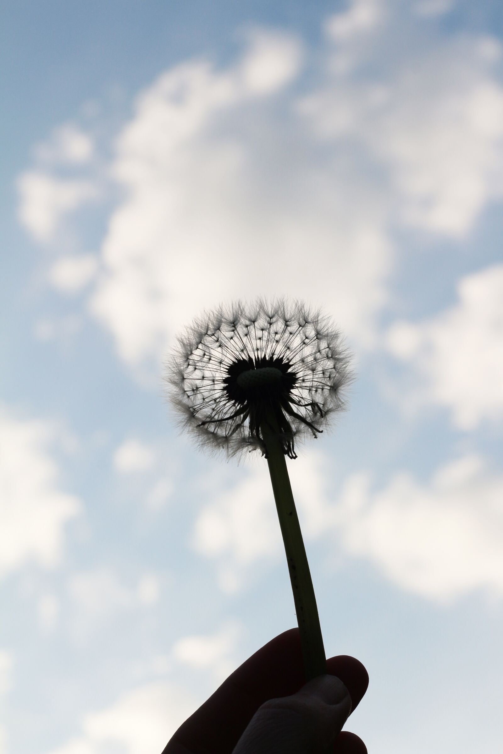 Canon EOS 700D (EOS Rebel T5i / EOS Kiss X7i) + Canon EF 50mm F1.8 II sample photo. Hand, taraxacum, dandelions photography