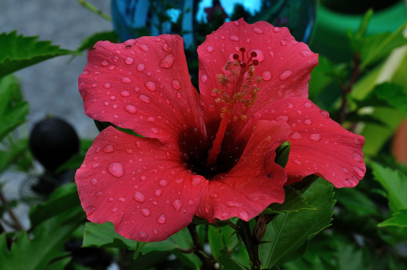 Nikon D90 sample photo. Rain, hibiscus flower, beaded photography