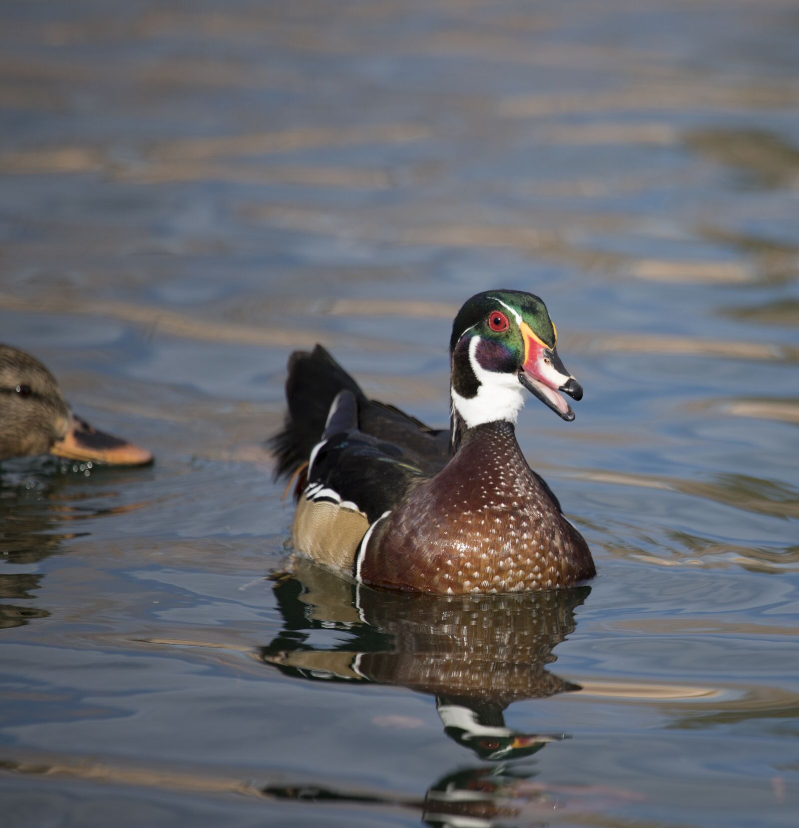 Canon EF 100-400mm F4.5-5.6L IS USM sample photo. Wood duck, laughing, bird photography