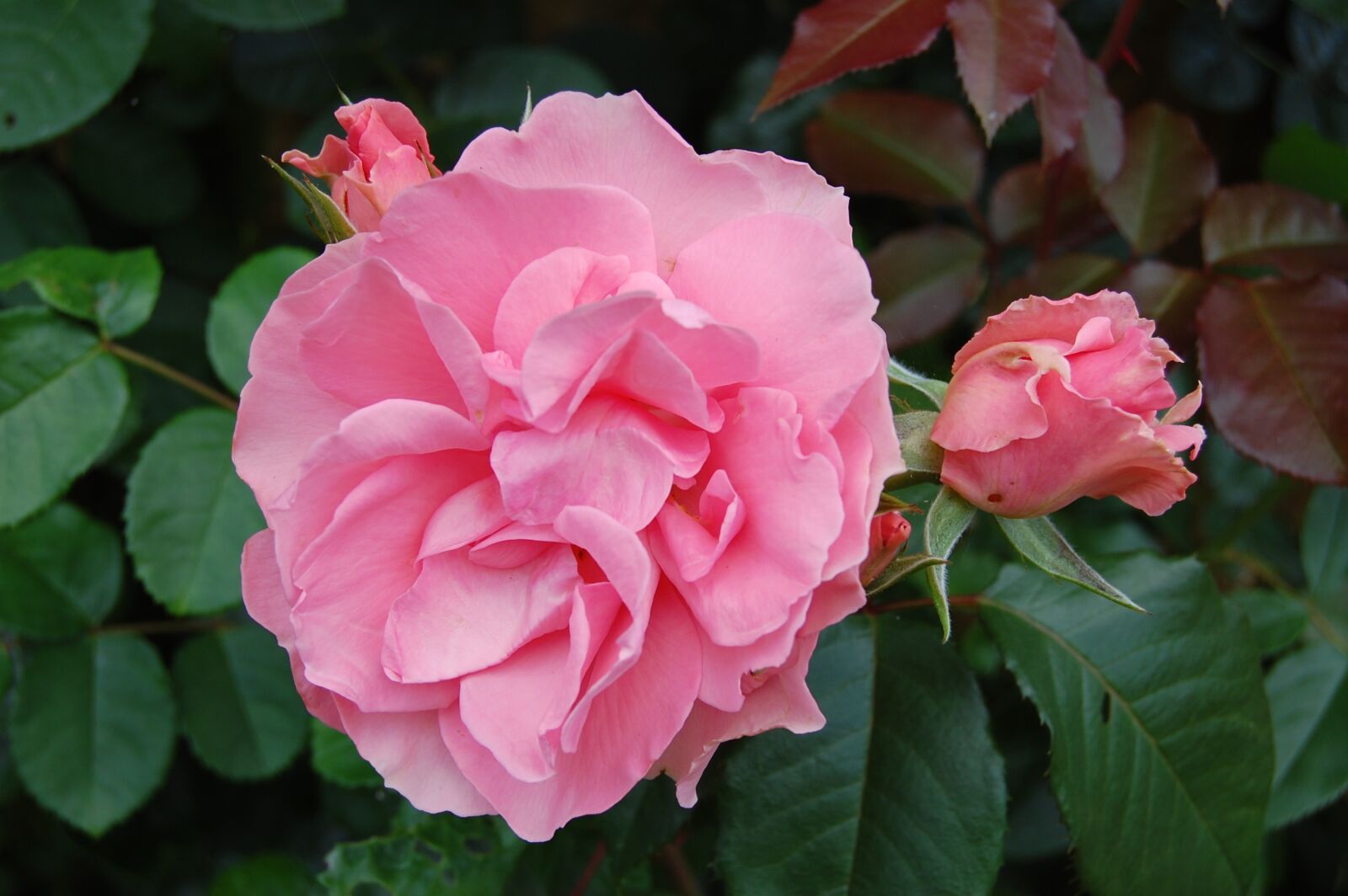 Nikon D40 sample photo. Rose, pink, flower photography