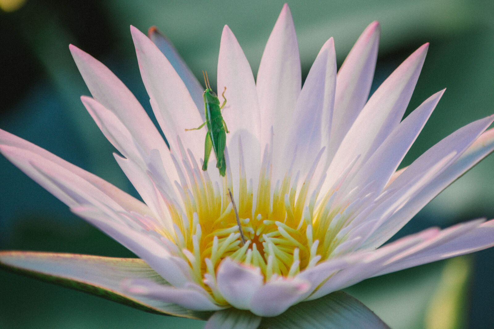 Nikon D5200 sample photo
