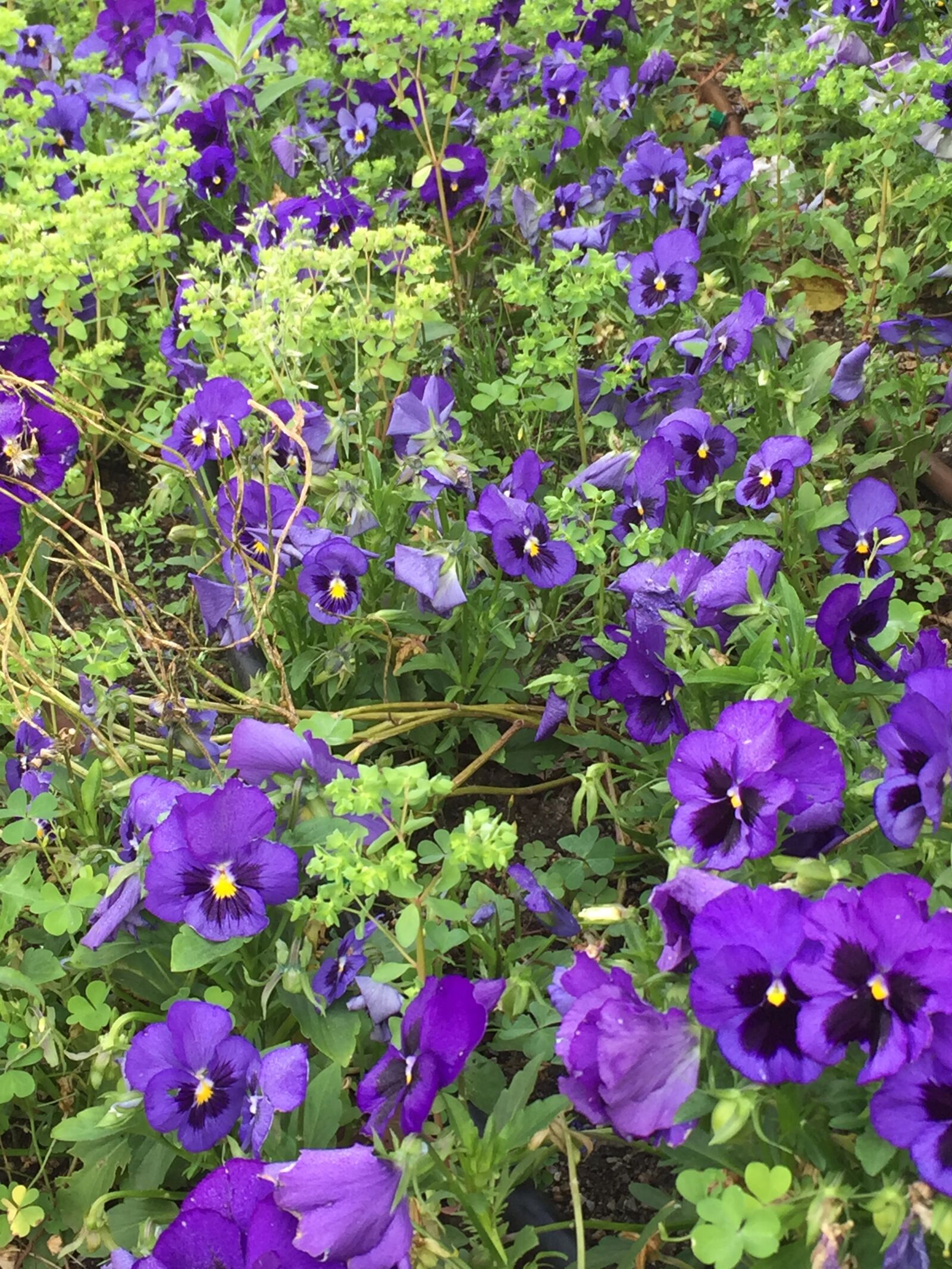 iPhone 6 back camera 4.15mm f/2.2 sample photo. Flowers, lilies, blossom photography