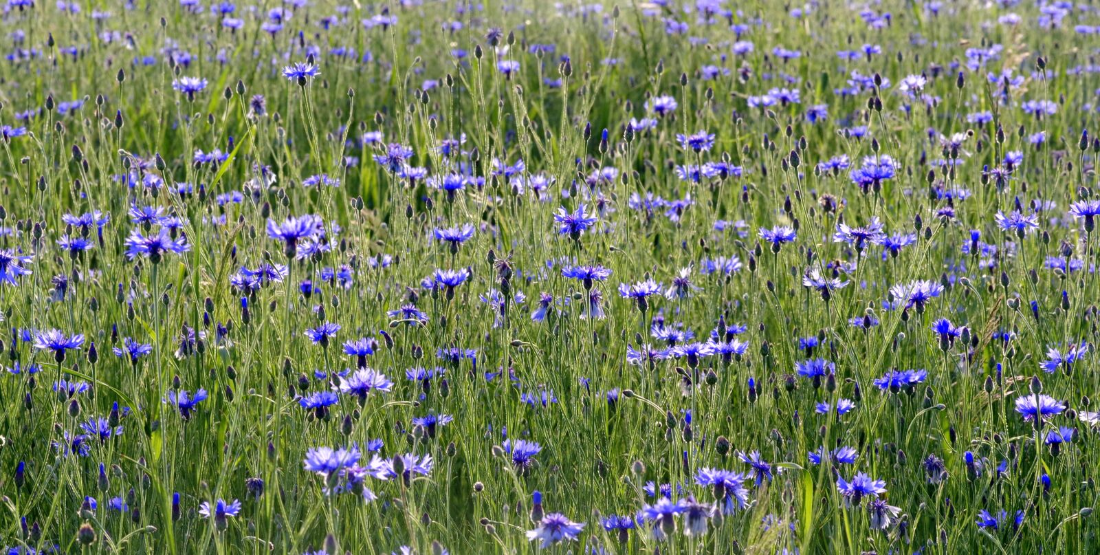 Pentax K-S2 sample photo. Cornflowers, flowers, the beasts photography