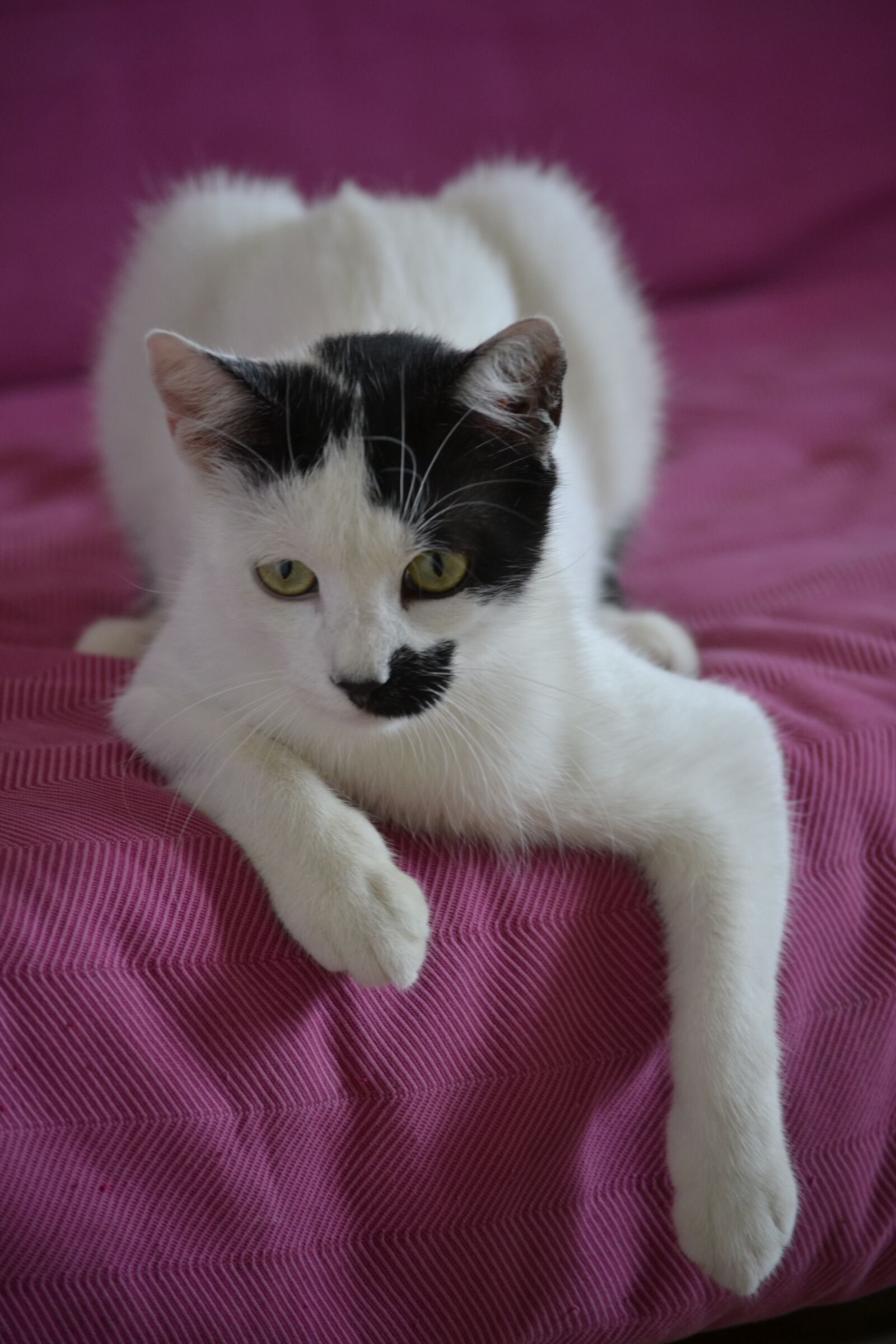 Nikon D3100 sample photo. Cat, tomcat, animal photography