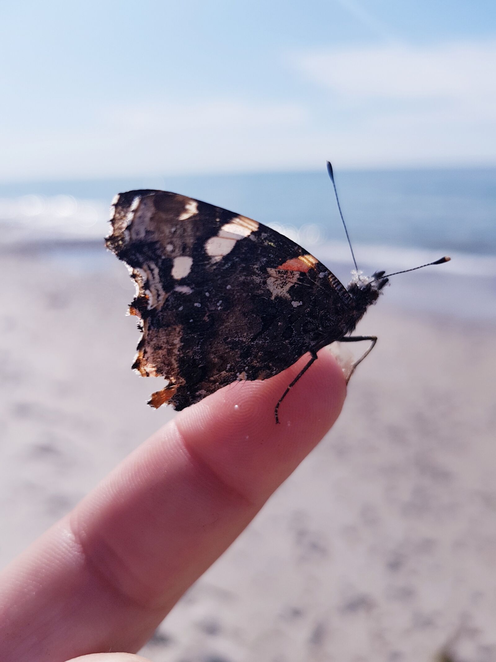 Samsung Galaxy S8 sample photo. Nature, butterfly, insect photography