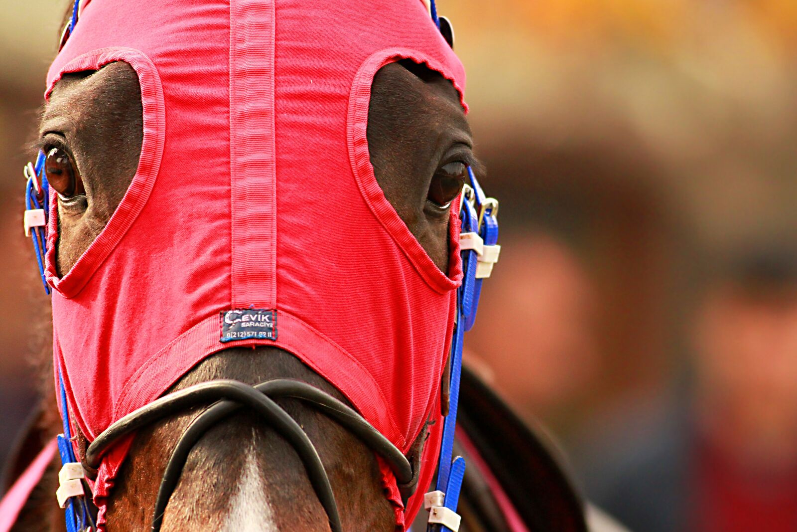 Canon EOS 500D (EOS Rebel T1i / EOS Kiss X3) sample photo. The horses are, race photography