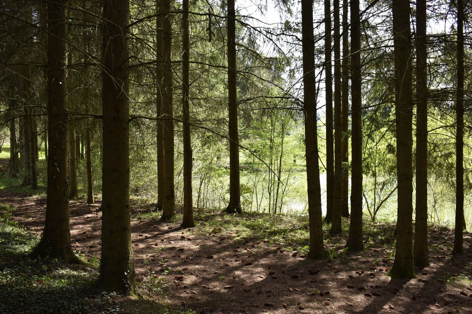 Nikon D5600 sample photo. Forest, pond, water photography