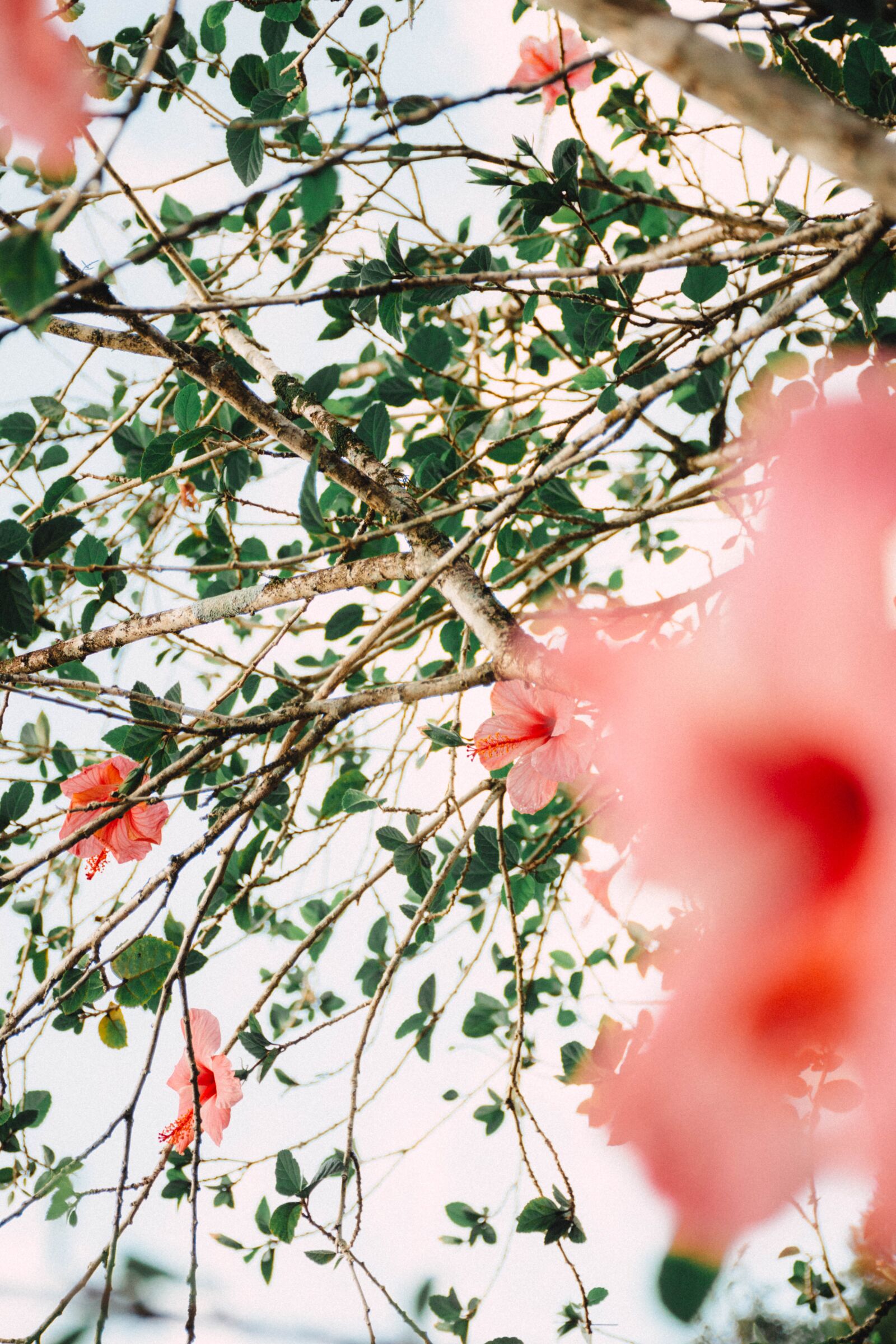Nikon D7200 sample photo. Flower, winter, pink photography