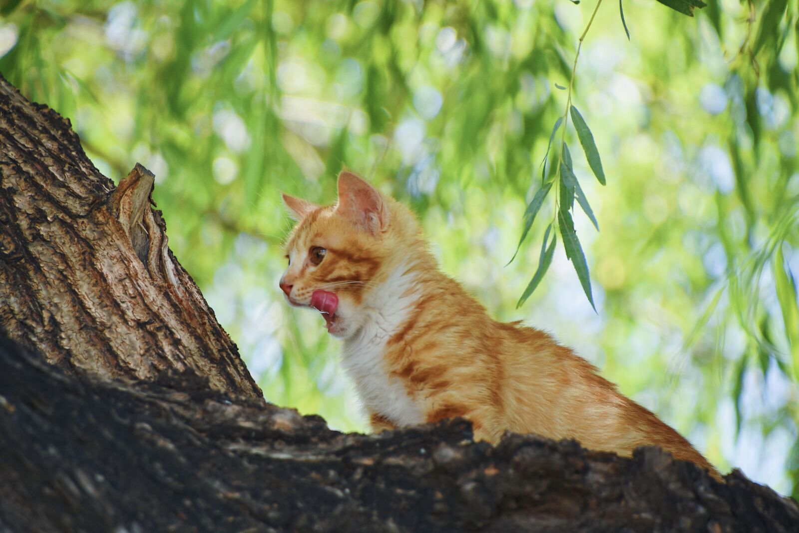 Nikon D7200 sample photo. Cat, kitten, tree photography