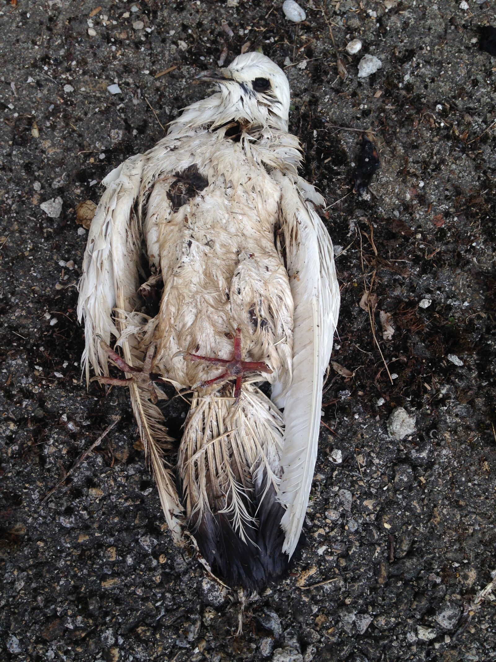 iPhone 5c back camera 4.12mm f/2.4 sample photo. Dove, dead, bird photography
