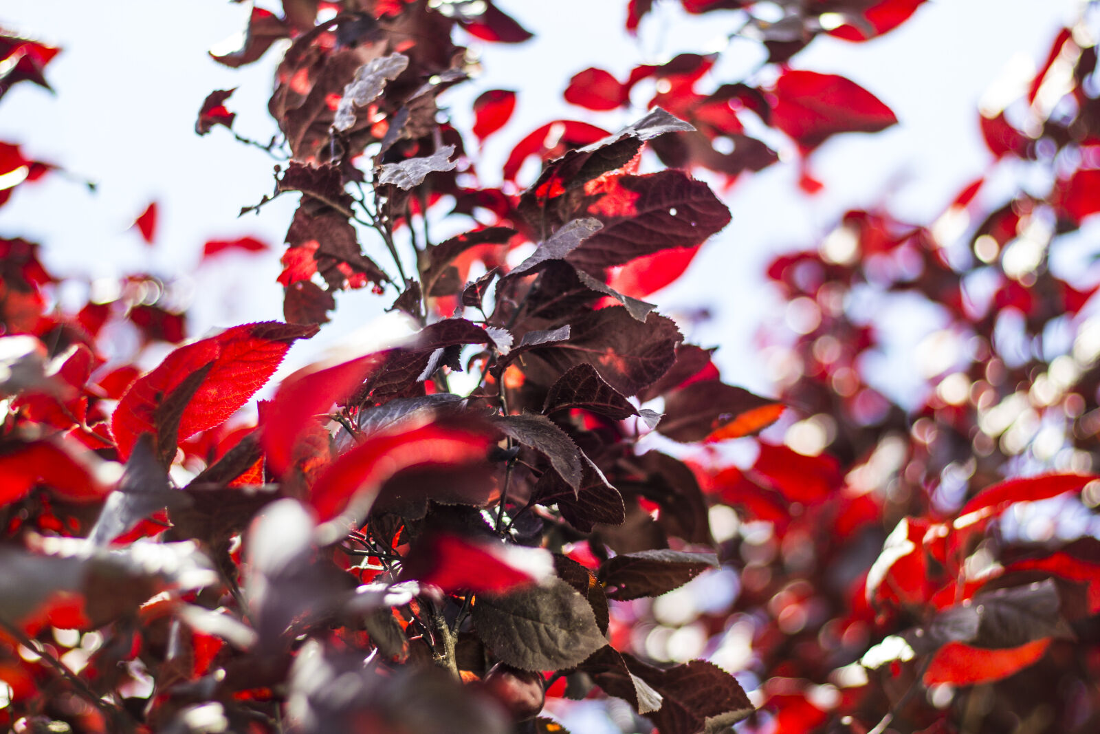 Canon EOS 60D + Canon EF 50mm F1.8 STM sample photo