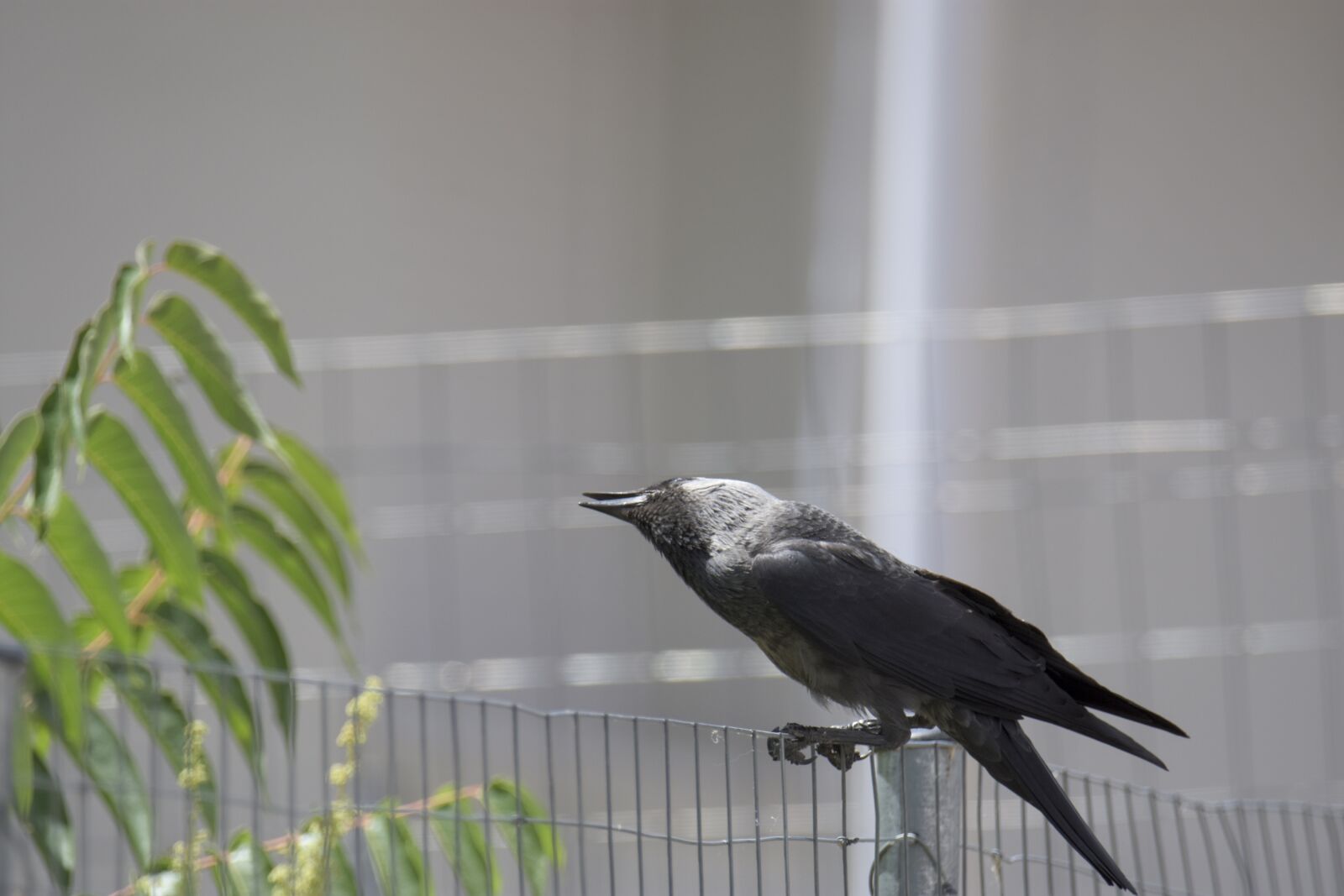 Nikon D7200 sample photo. Corvus cornix, play, bird photography