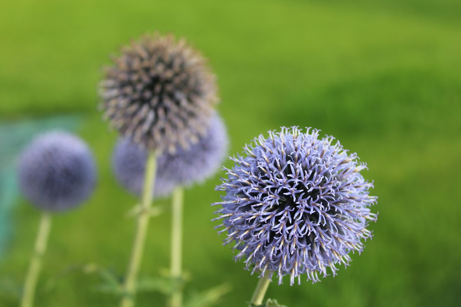 Canon EOS 1200D (EOS Rebel T5 / EOS Kiss X70 / EOS Hi) sample photo. Przegorzan blue, honey plant photography