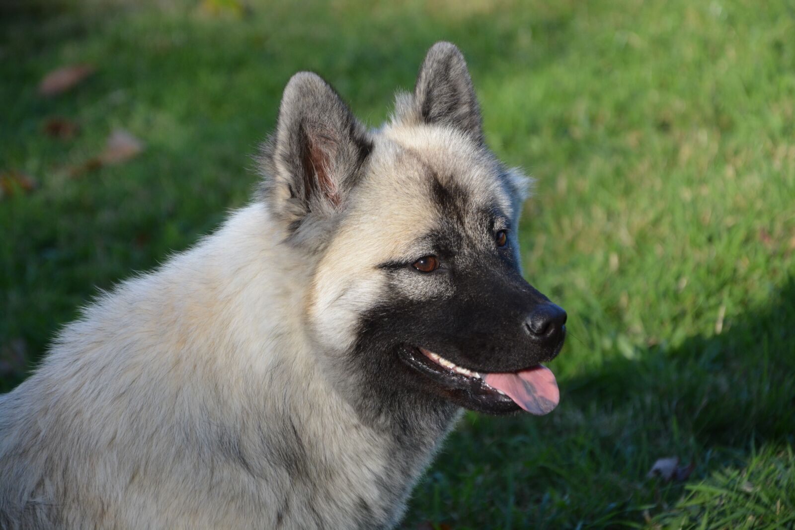Nikon D5200 sample photo. Dog, bitch, bitch nova photography