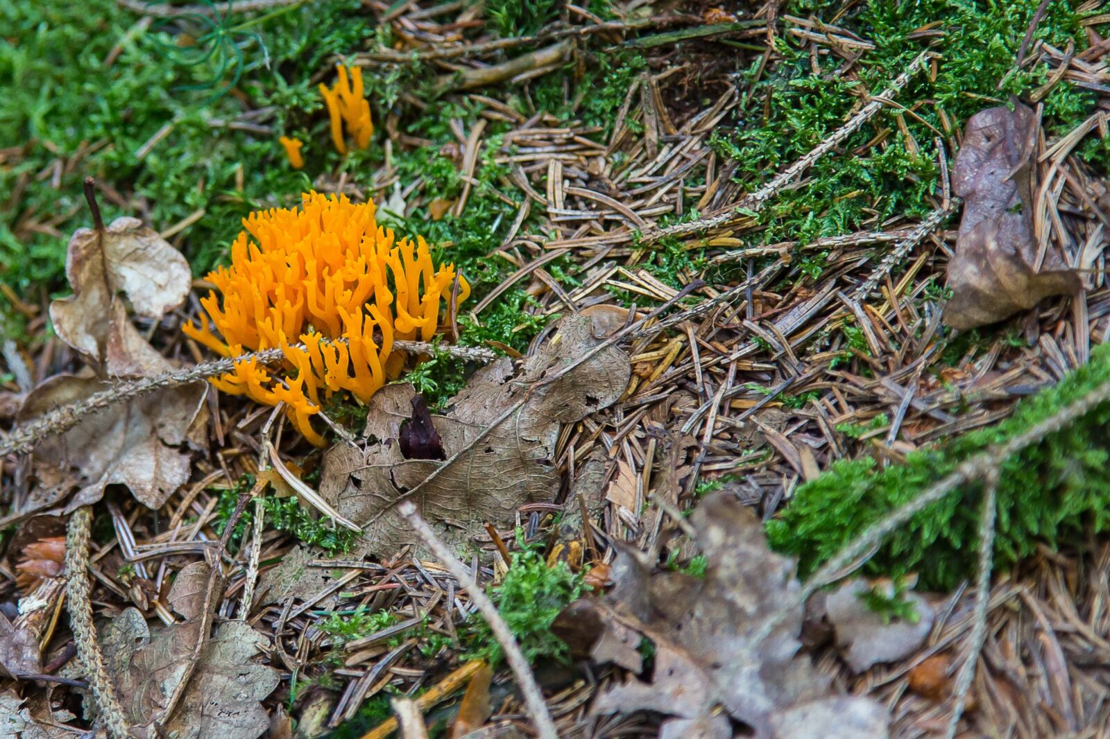 Canon EF 24-105mm F4L IS USM sample photo. Mushroom, goatee, golden coral photography