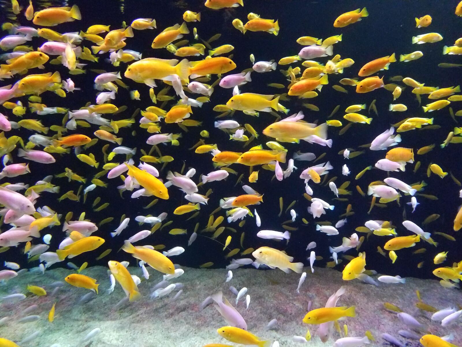 Samsung Galaxy S7 Edge sample photo. Aquarium, marine, harbour photography