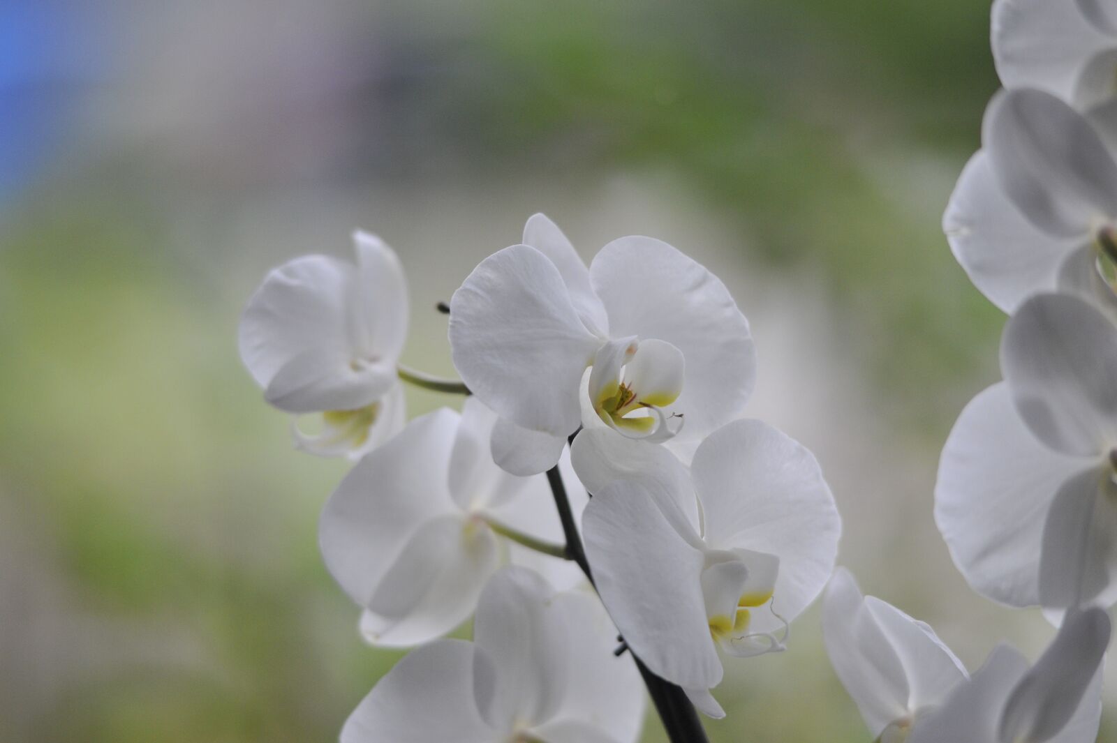 Nikon D700 sample photo. Orchydea, white, flower photography