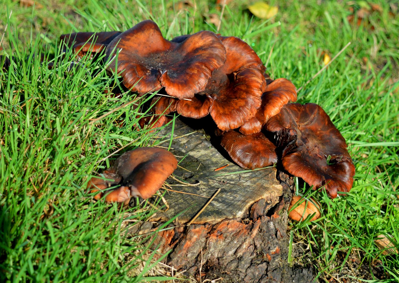 Nikon D3200 sample photo. Tree stump, mushrooms, grass photography