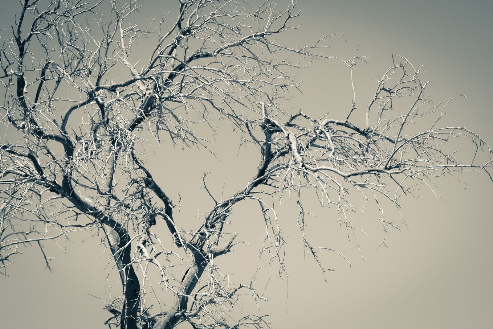 Nikon D3300 sample photo. Tree, branches, nature photography