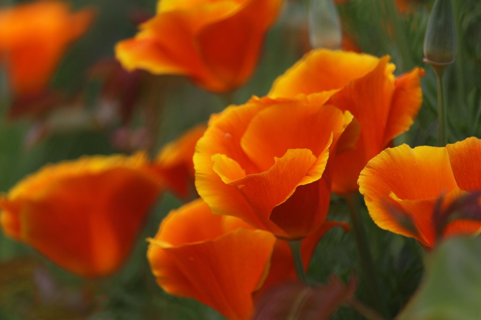 Canon EOS 700D (EOS Rebel T5i / EOS Kiss X7i) + Canon EF-S 55-250mm F4-5.6 IS STM sample photo. California goldmohn, orange flower photography
