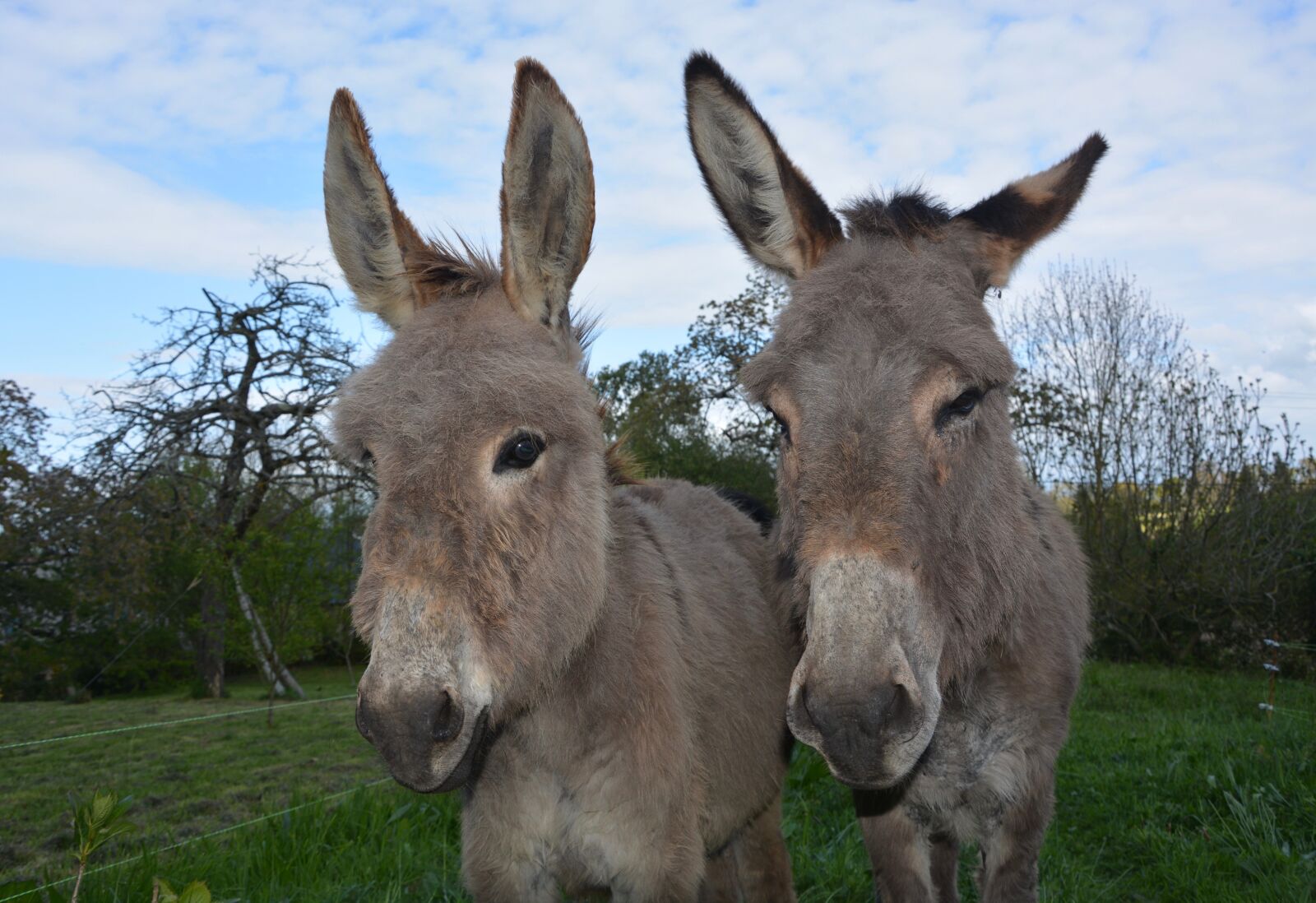 Nikon D5200 sample photo. Donkeys, heads against donkeys photography