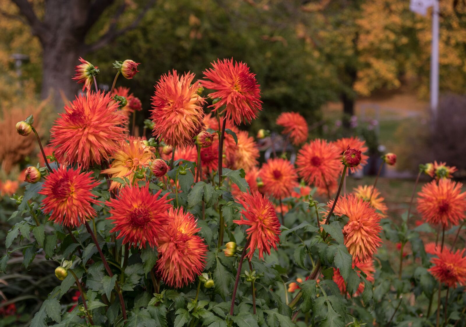 Pentax K-3 sample photo. Flower, dahlia, plant photography