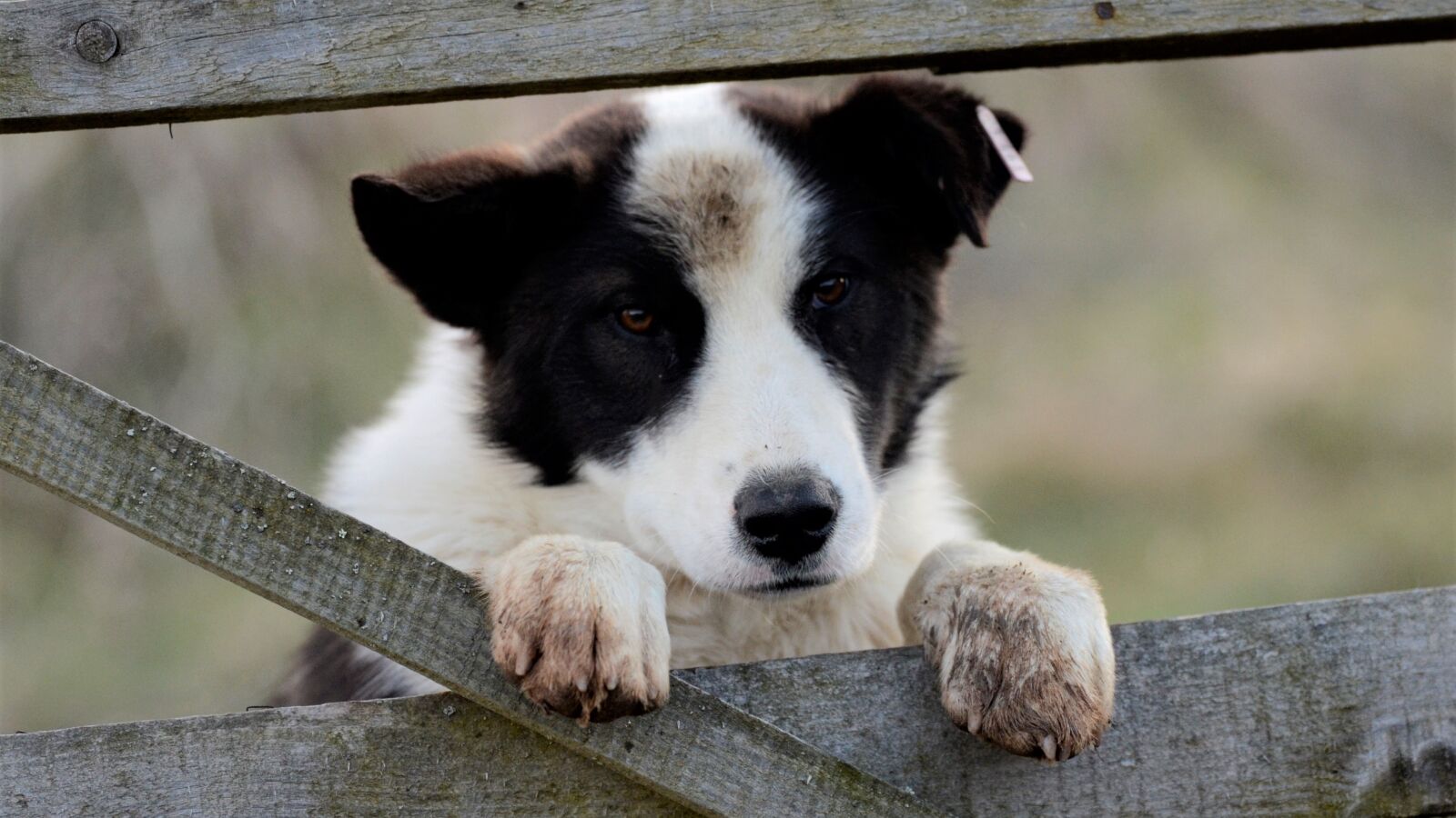 Nikon D7000 sample photo. Animals, dog, black photography