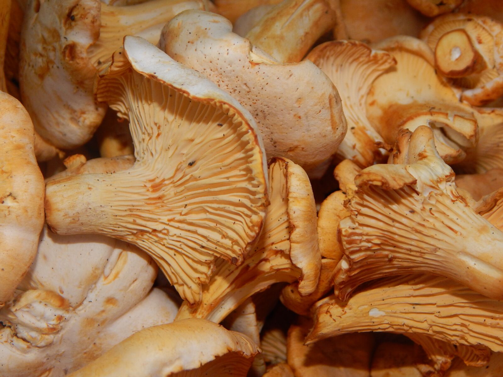 Nikon Coolpix L830 sample photo. Mushrooms, chanterelles, summer photography